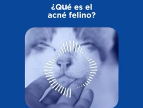 ¿Tu gato tiene puntitos negros en la barbilla? Podría ser acné felino